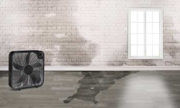 Best Water damage restoration near me  in Lewiston, CA